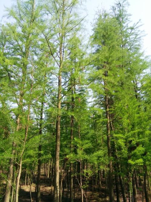 南縣池杉苗木,益陽池杉樹苗,湖南池杉基地-南縣甘氏苗木種植專業合作