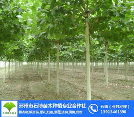 邳州市石博苗木種植專業合作社