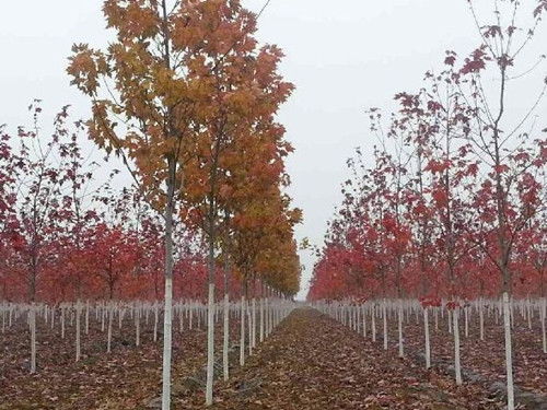 金楓綠化 圖 精品苗木美國紅點紅楓 紅點紅楓