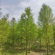 【【大豐中山杉 大豐中山杉基地】價格一覽圖片】【大豐中山杉 大豐中山杉基地】價格一覽 - 蘇杉苗木