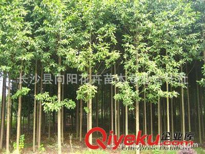 喬木-湖南向陽花木合作社供10公分優(yōu)質樂昌含笑-長沙縣向陽花卉苗木專業(yè)合作社提供喬木-湖南向陽花木合作社供10公分優(yōu)質樂昌含笑的相關介紹、產品、服務、圖片、價格長沙縣向陽花卉苗木專業(yè)合作社、香樟;桂花;廣玉蘭;樂昌含笑;羅漢松;欒樹;石榴;紅楓;杜英;櫻花;雪松;楊梅;杜鵑;金森女貞;香泡;金葉女貞;欏木石楠;紅桎木古樁;紅花繼木;十大功勞
