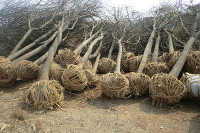 河北國槐樹國槐價格-城鎮(zhèn)綠化-供應-山東盈通苗木基地-一畝田農產品商務平臺