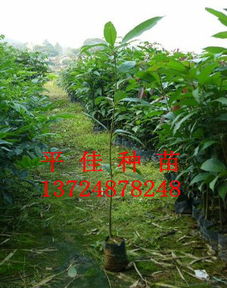 苗木圖片2