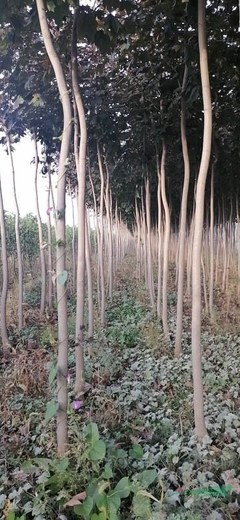 絳縣景森苗木種植專業合作社