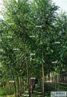 大量1農神竹柳種苗 品種優良[供應]_綠化苗木_世界工廠網中國產品信息庫