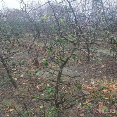【誠信經營海棠苗廠家木瓜海棠的價格】泰安高新區旺運苗木中心 - 產品庫