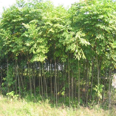 工程綠化苗木 基地欒樹樹苗 黃山欒樹苗 綠化行道樹木 規格齊全