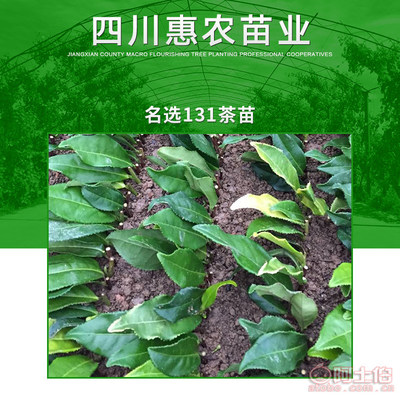 【攀枝花名選131茶苗市場價&優(yōu)質(zhì)良種名選131茶苗】名選131茶苗,價格,廠家,供應(yīng)商,其他農(nóng)業(yè),雅安市名山區(qū)惠農(nóng)苗木種植農(nóng)民專業(yè)合作社 - 產(chǎn)品庫
