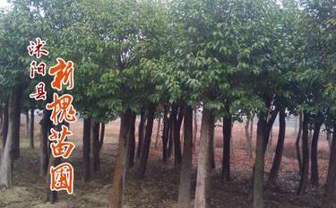 苗木養(yǎng)護
