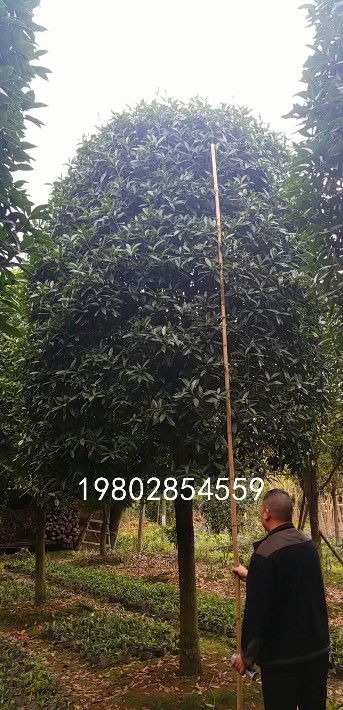 【桂花樹出售,苗木種植基地批發(fā)】- 