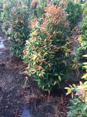 【江西綠化苗木袋苗紅車、農戶種植】綠化苗木,價格,廠家,供應商,花木,龍海市東泗興輝園藝場 - 產品庫