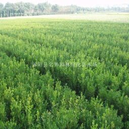 基地批發精品小葉女貞球 細葉臘球 園林綠化苗 產地貨源 沭陽縣名界園林綠化苗木場