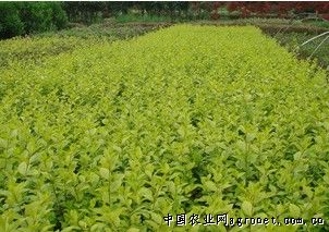 長沙光輝苗圃